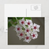 ホヤ・ランセオラタssp。ベラ ポストカード (正面/裏面)