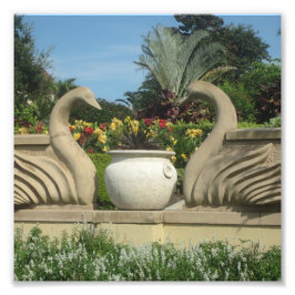 ホリス庭園を守る白鳥の群れ フォトプリント           