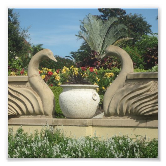 ホリス庭園を守る白鳥の群れ フォトプリント            (正面)