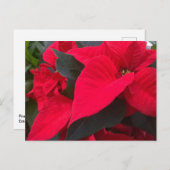 ホリデイレッドポストカード シーズンポストカード (正面/裏面)