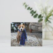 ホリデイ応援fromピットブルレスキュー犬 シーズンポストカード (スタンド正面)