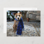 ホリデイ応援fromピットブルレスキュー犬 シーズンポストカード (正面/裏面)