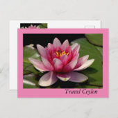 ホリデーカードに美しい蓮が乗っている。 ポストカード (正面/裏面)