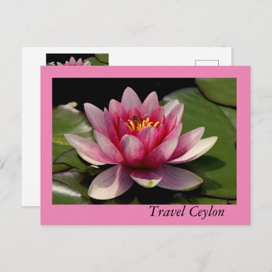 ホリデーカードに美しい蓮が乗っている。 ポストカード (正面/裏面)