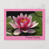 ホリデーカードに美しい蓮が乗っている。 ポストカード (正面)