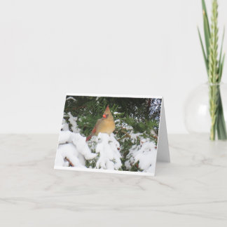 ホリデーカード付（鳥）ショウジョウコウカンチョウ カード