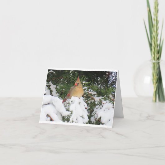 ホリデーカード付（鳥）ショウジョウコウカンチョウ カード (正面)