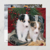 ホリデーシェットランドシープドッグの子犬 シーズンカード (正面/裏面)