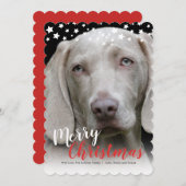 ホリデーフォトカード |犬の愛 シーズンカード (正面/裏面)