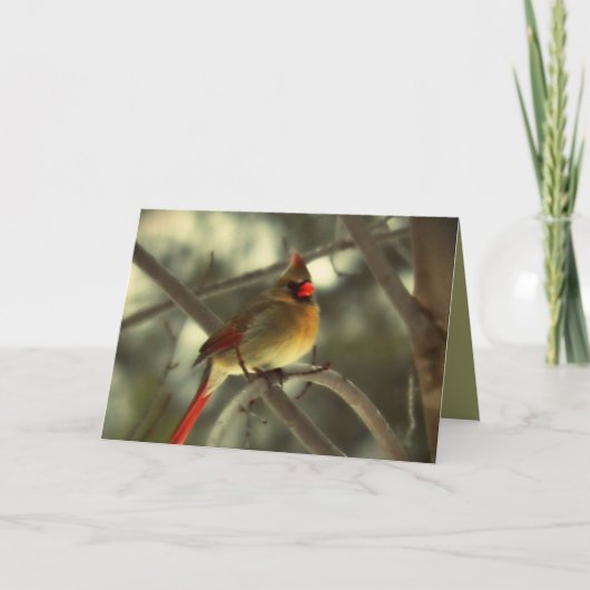 ホリデーメス（鳥）ショウジョウコウカンチョウ シーズンカード (正面)