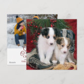 ホリデー シェットランド シープドッグ 子犬 シーズンカード (正面/裏面)