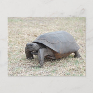 ホリネズミカメ ポストカード