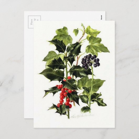 ホリーとアイビーのデザインクリスマス シーズンポストカード (正面/裏面)