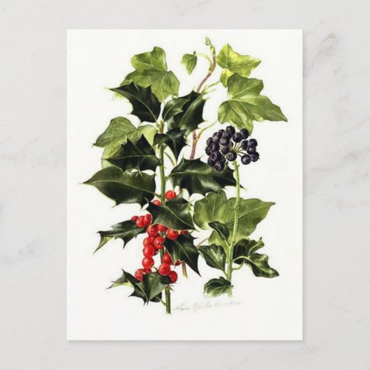 ホリーとアイビーのデザインクリスマス シーズンポストカード (正面)