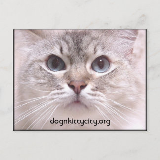 ホリーはがき ポストカード