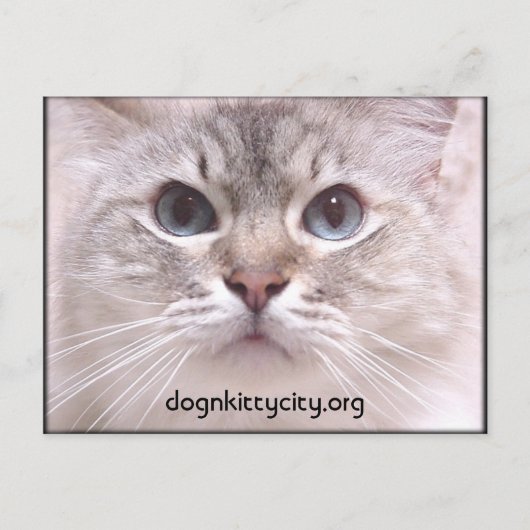 ホリーはがき ポストカード (正面)