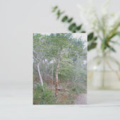 ホリーツリーバークOBXバクストン自然トレイル ポストカード (スタンド正面)