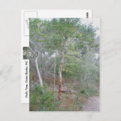 ホリーツリーバークOBXバクストン自然トレイル ポストカード (正面/裏面)