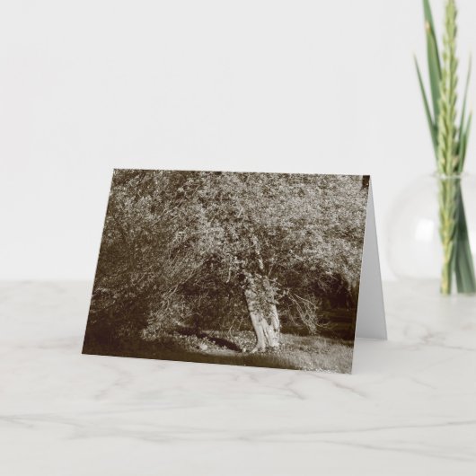 ホリーツリー – セピア カード (正面)
