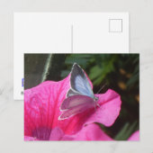 ホリーブルー蝶のピンクの花DIYはがき シーズンポストカード (正面/裏面)