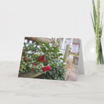 ホリーベリーとフェンス – Martha's Vineヤード