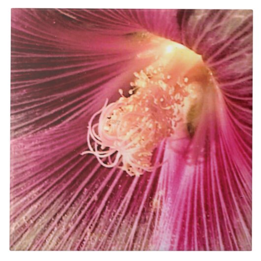 ホリーホックインザ夕べサン タイル (正面)