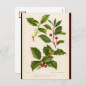 ホリーボタニカルイラストレーションクリスマスポストカード シーズンポストカード (正面/裏面)