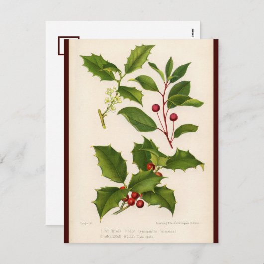 ホリーボタニカルイラストレーションクリスマスポストカード シーズンポストカード (正面/裏面)