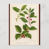 ホリーボタニカルイラストレーションクリスマスポストカード シーズンポストカード (正面)