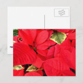 ホリーポイントポインセティアスクリスマスホリデーフローラ シーズンポストカード (正面/裏面)