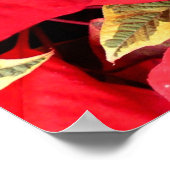 ホリーポイントポインセティアスクリスマスホリデーフローラ ポスター (角)