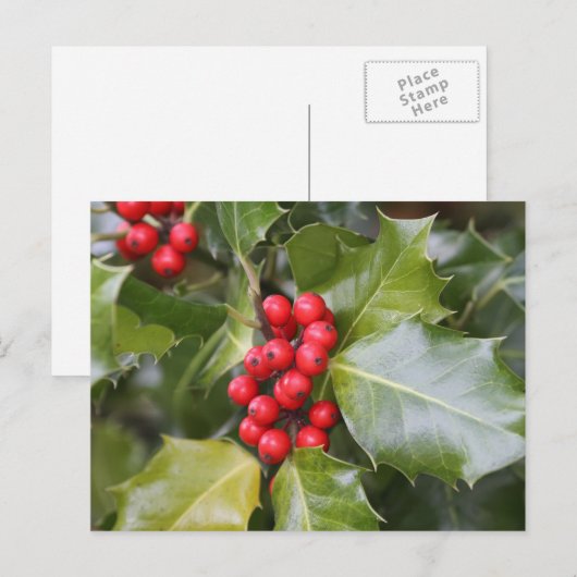 ホリー写真 ポストカード (正面/裏面)