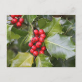 ホリー写真 ポストカード (正面)