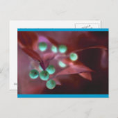 ホリー シーズンポストカード (正面/裏面)