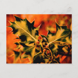 ホリー ポストカード