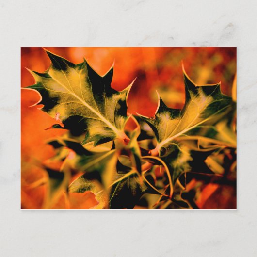 ホリー ポストカード (正面)