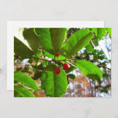 ホリ葉ー自然IIホリデイ植物学 シーズンカード (正面/裏面)