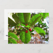 ホリ葉ー自然IIホリデイ植物学 シーズンポストカード (正面/裏面)