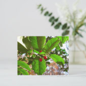ホリ葉ー自然IIホリデイ植物学 シーズンポストカード (スタンド正面)