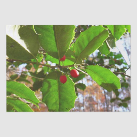 ホリ葉ー自然IIホリデイ植物学 薄葉紙 (正面)