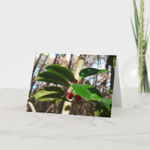 ホリ葉ーIホリデーボタニカル