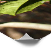 ホリ葉ーIホリデーボタニカル ポスター (角)