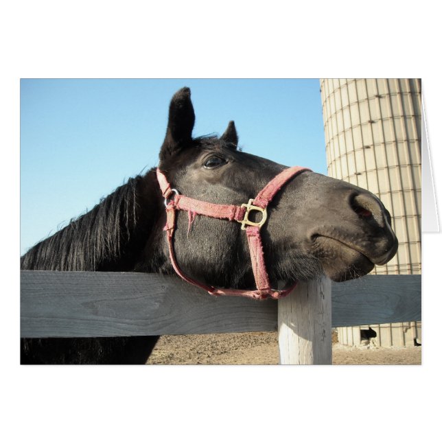 ホルシのまわりにング (正面横)