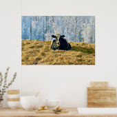 ホルスタインカーフ霜の降りたオンアルバータモーニング ポスター (キッチン)