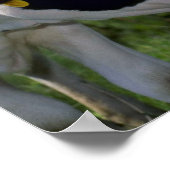 ホルスタイン乳牛 ポスター (角)