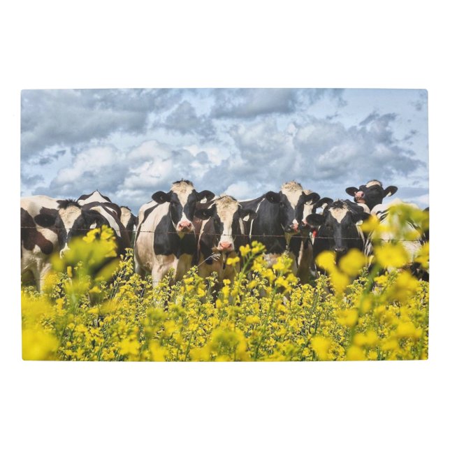 ホルスタイン牛の列 メタルプリント (正面)