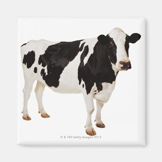 ホルスタイン牛 | Bos taurus マグネット (正面)