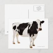 ホルスタイン種の牛 (Bos taurus) ポストカード (正面/裏面)