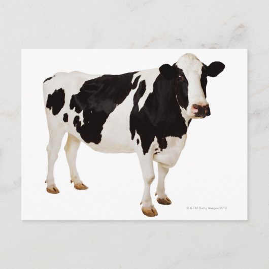 ホルスタイン種の牛 (Bos taurus) ポストカード (正面)