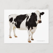 ホルスタイン種の牛 (Bos taurus) ポストカード (正面)